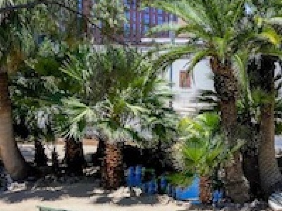 Small pond surrounded by palm trees and a bench