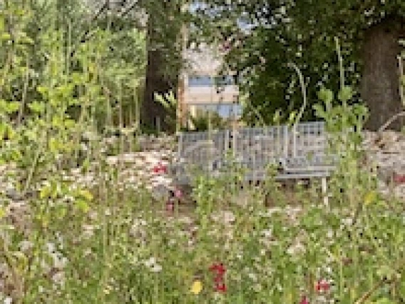 Wildflower meadow with a metal bench in the background