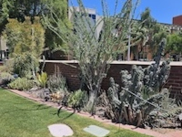 A grassy foreground with a collection of desert cacti sits along a brick pathway.