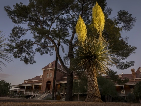 A large cactus stands in front of a tree, with a brick building in the background.