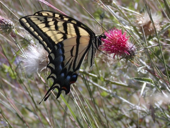 a two-tailed swallowtail butterfly